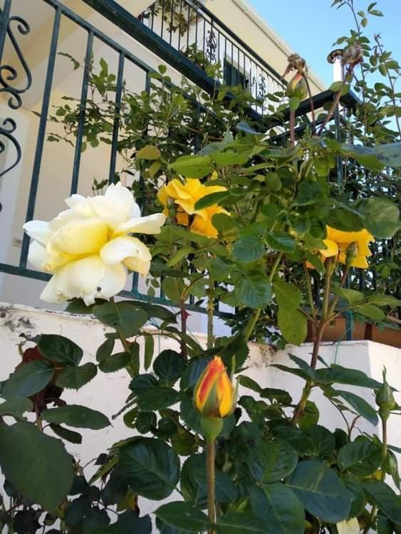 사미 Rosegarden 빌라 외부 사진