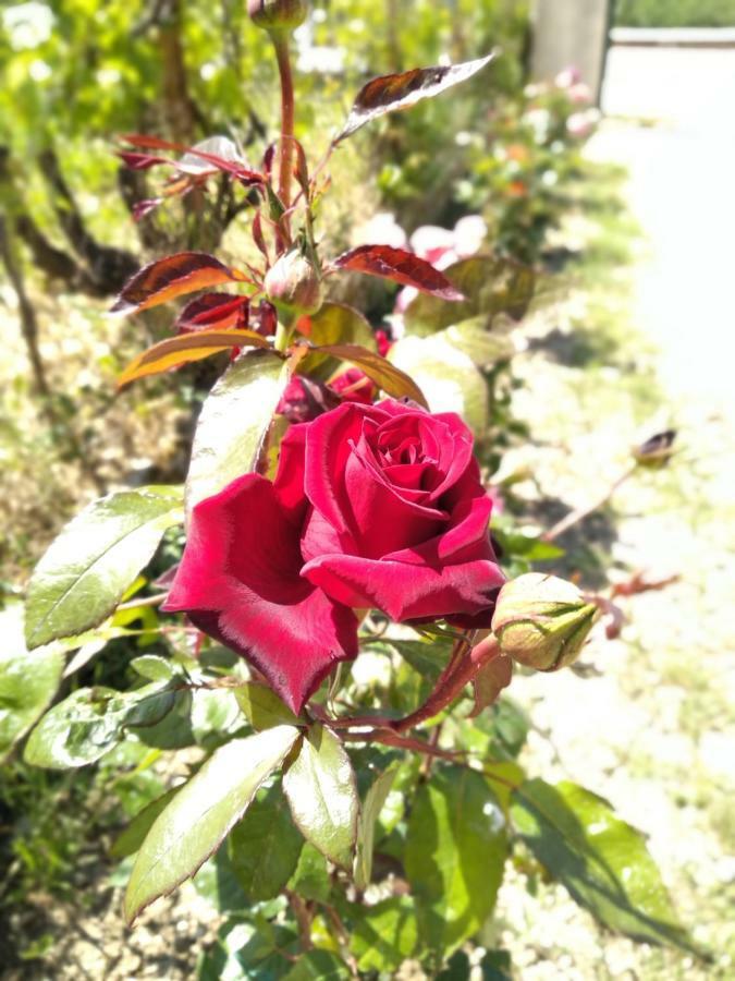 사미 Rosegarden 빌라 외부 사진
